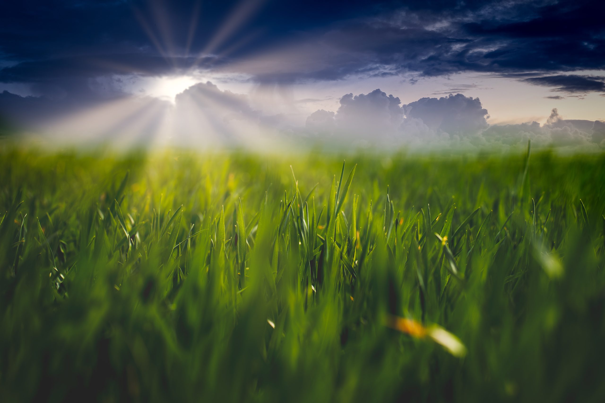 Sun rays streaming through the clouds and lighting up the green, green grass.