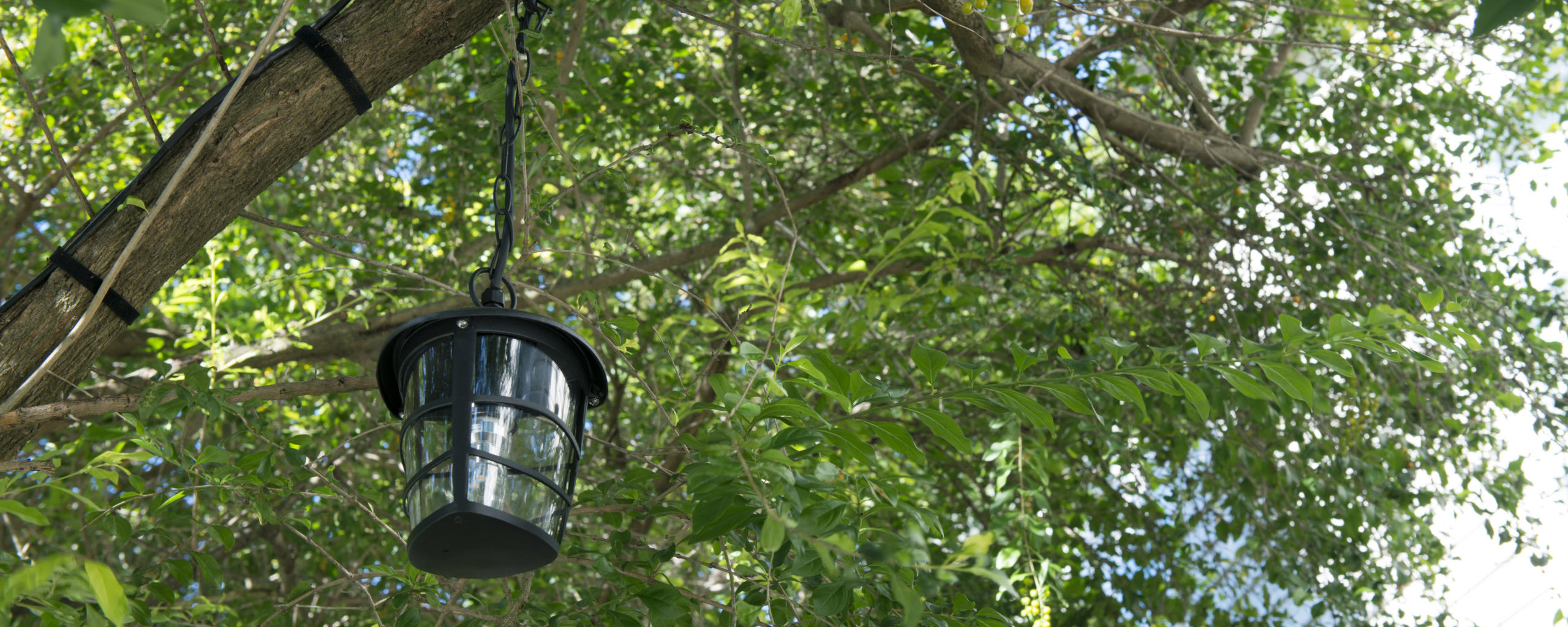 A black metal lantern hanging in a lush green tree.