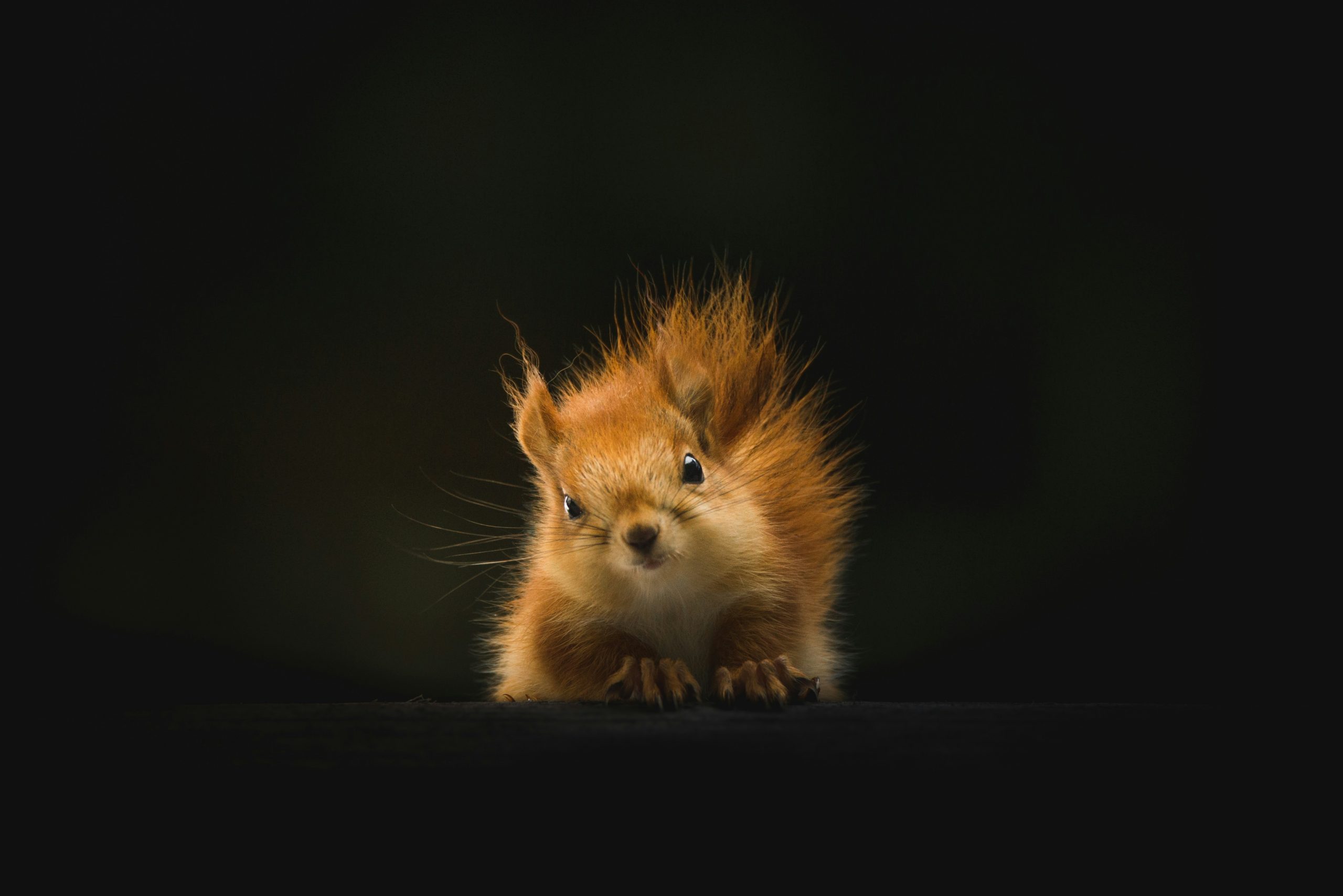 geranimo-bKhETeDV1WM-unsplash