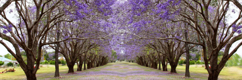 JacarandaTrees-Panoramic