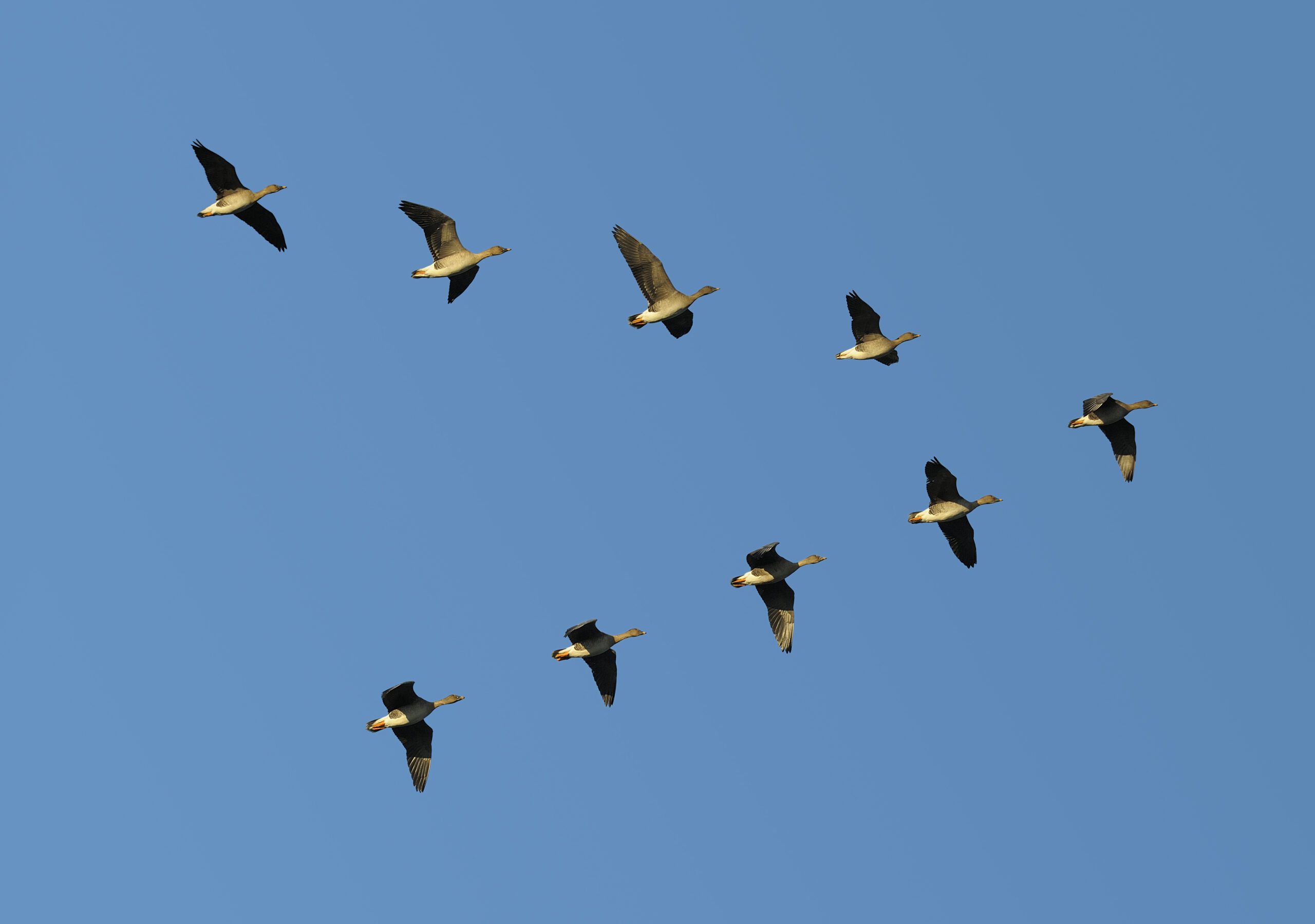 Bean geese in flight