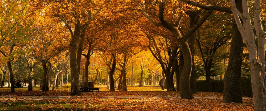 2026_AutumninReview