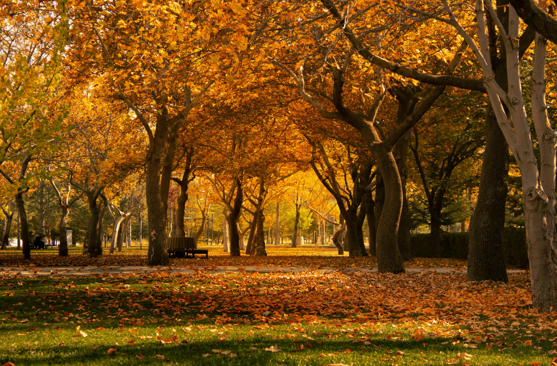2026_AutumninReview